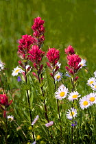Meadow flowers including Paintbrush plant (Castiilleja sp), Mount Rainier National Park, USA, August