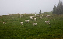 Flock of Mountain goats (Oreamnos americanus) near Indian Bar, Mount Rainier National Park, Washington, USA, August 2009