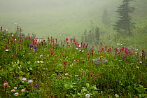 Meadow flowers in mist at Indian Bar, Mount Rainier National Park, Washington, USA, August 2009
