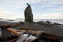 Tree growing on top of seastack on Rialto Beach, with beached timber in the foreground, Oympic National Park, Washington, USA, September 2009