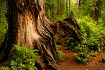 Tree trunks and ferns in the Hoh Rainforest of Olympic National Park, Washington, USA, September 2009