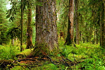 Trees, mosses and ferns in the Hoh Rainforest of Olympic National Park, Washington, USA, September 2009