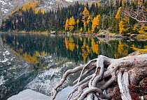 Larch trees in autumn colour at Larch Lake in the Chiwaukum Mountain Range of the Alpine Lakes Wilderness, Washington, USA, October 2009