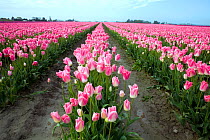 Commercial Tulip field (Tulipa sp) in the Skagit Valley, Washington, USA, April 2010