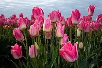 Commercial Tulip field (Tulipa sp) in the Skagit Valley, Washington, USA, April 2010