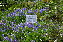 Sign requesting visitors to stay off the meadow to protect the wildflowers, Mount Rainier National Park, Washington, USA, August 2010