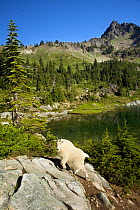 Mountain goat (Oreamnos americanus) on rocks, Lake of The Angels, Olympic National Park, Washington, USA, September 2010