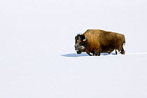 American buffalo / Bison (Bison bison) in deep snow, Lamar Valley, Yellowstone National Park, Wyoming, USA, January