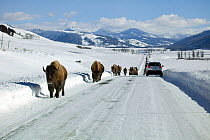 American buffalo / Bison (Bison bison) walking along road to avoid deep snow, Lamar Valley, Yellowstone National Park, Washington, USA, January 2011