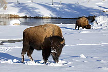 American buffalo / Bison (Bison bison) searching for grass in deep snow, Upper Geyser Basin, Yellowstone National Park, Wyoming, USA, February 2011