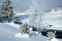 Winter landscape in the Geyser Hill area of Old Faithful, Yellowstone National Park, Wyoming, USA, February 2011