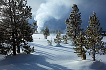 Winter landscape in the Geyser Hill area withOld Faithful erupting in the background, Yellowstone National Park, Wyoming, USA, February 2011