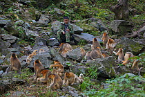 Chinese researcher Guo Songtao observing habituated group of Golden Snub-nosed Monkey (Rhinopithecus roxellana qinlingensis), Zhouzhi Nature Reserve, Shaanxi, China, October.