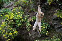 Golden Snub-nosed Monkey (Rhinopithecus roxellana qinlingensis), juvenile dangling from liana in front of cliff face with yellow flowers. Zhouzhi Nature Reserve, Shaanxi, China, October.