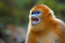 Golden Snub-nosed Monkey (Rhinopithecus roxellana qinlingensis) calling. Zhouzhi Nature Reserve, Shaanxi, China, October.