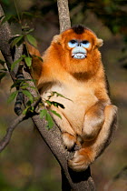 Golden Snub-nosed Monkey (Rhinopithecus roxellana qinlingensis) male sitting on branch with a grumpy expression. Zhouzhi Nature Reserve, Shaanxi, China, October.