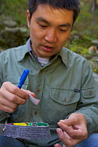 Chinese PhD student Guo Songtao with hair sample of Golden Snub-nosed Monkey (Rhinopithecus roxellana qinlingensis) gathered for DNA analysis, Zhouzhi Nature Reserve, Shaanxi, China, October.