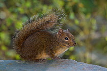 Pere David's / Chinese Rock Squirrel (Sciurotamias davidianus). Zhouzhi Nature Reserve, Shaanxi, China, October.