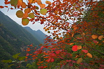 Autumn in the foothills of the Qinling Mountains, habitat of Golden Snub-nosed Monkey and Takin. Zhouzhi Nature Reserve, Shaanxi, China, October.