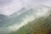 Foggy autumn day in the foothills of the Qinling Mountains, habitat of Golden Snub-nosed Monkey and Takin. Zhouzhi Nature Reserve, Shaanxi, China, October.