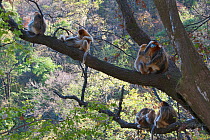 Golden Snub-nosed Monkey (Rhinopithecus roxellana qinlingensis) family group resting on a branch reaching out over a cliff. Zhouzhi Nature Reserve, Shaanxi, China, October.