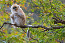 Golden Snub-nosed Monkey (Rhinopithecus roxellana qinlingensis) juvenile sitting on branch. Zhouzhi Nature Reserve, Shaanxi, China, October.