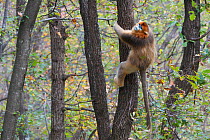 Golden Snub-nosed Monkey (Rhinopithecus roxellana qinlingensis) male climbing tree trunk. Zhouzhi Nature Reserve, Shaanxi, China, October.