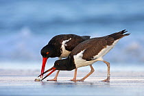 Young American oystercatcher (Haematopus palliatus) snatching food from adult on the shoreline. Long Island, New York, USA, July 2010. Winner, Young Wildlife Photographer, 2011 Wildlife Photographer o...