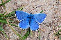 Adonis Blue (Polyommatus bellargus) male at rest on ground. Wiltshire, UK, May.