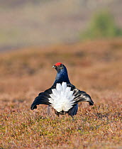 Black Grouse (Tetrao tetrix) male displaying at spring lek. Deeside, Scotland, April.