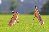 Brown Hare (Lepus europaeus) facing each other, standing on hind legs. Wiltshire, UK, June.