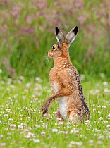 Brown Hare (Lepus europaeus) standing on hind legs. Wiltshire, England, June.