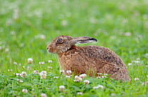 Brown Hare (Lepus europaeus) with ears folded back. Wiltshire, UK, June.