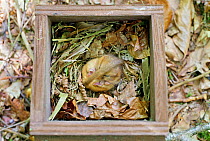 Common Dormouse (Muscardinus avellanarius) sleeping with its tail over its head in dormouse box. Bentley Wood, Wiltshire, May.