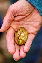 Common Dormouse (Muscardinus avellanarius) asleep in a person's hand. Bentley Wood, Wiltshire, May.