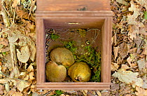Three Common Dormouse (Muscardinus avellanarius) sleeping in dormouse box. Bentley Wood, Wiltshire, May.