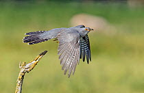 Cuckoo (Cuculus canorus) taking flight from its perch. Buckinghamshire, UK, June.