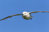 Fulmar (Fulmarus glacialis) in flight. Troup Head, Scotland, April.