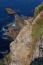 Northern Gannet (Morus bassanus) colony seen from above. Troup Head RSPB Reserve, Scotland, April.