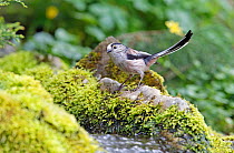Long-tailed Tit (Aegithalos caudatus) on a mossy stone by water. Wiltshire, UK, April.