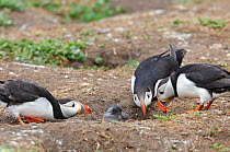 Puffin (Fratercula arctica) juvenile emerging from nest burrow surrounded by three adults. Northumberland, UK, June.