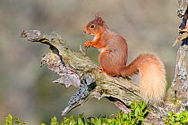 Red Squirrel (Sciurus vulgaris). Speyside, Scotland, April.