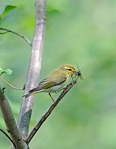 Wood Warbler (Phylloscopus sibilatrix) with insect prey. Worcestershire, UK, June.