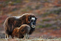 Muskox (Ovibos moschatus) feeding young. Norway. Winner, Fritz Polking Junior Award portfolio, GDT 2011 Competition. 3rd Prize in the Story of Species category, Melvita Natures images Awards competiti...