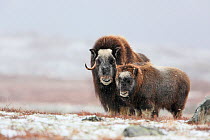 Muskox (Ovibos moschatus) with young. Norway. Winner, Fritz Polking Junior Award portfolio, GDT 2011 Competition