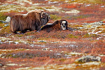 Muskox (Ovibos moschatus) male flehmen testing female,  Norway, September