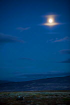 Full moon over Muskox (Ovibos moschatus) in  Dovrefjell national park,  Norway, September