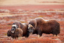 Muskoxen (Ovibos moschatus) mother protecting young,  approached by male,  Dovrefjell national park,  Norway, September
