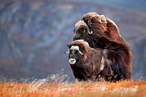 Muskox (Ovibos moschatus) mating,  Dovrefjell national park,  Norway, September. Winner, Fritz Polking Junior Award portfolio, GDT 2011 Competition. 3rd Prize in the Story of Species category, Melvita...