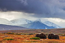 Two Muskox (Ovibos moschatus) in landscape,  Dovrefjell national park,  Norway, September